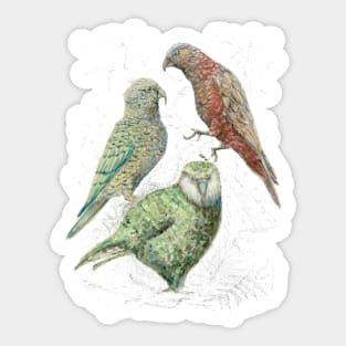 Three native parrots of New Zealand Sticker